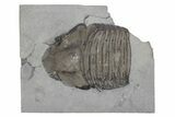 Partial Trilobite (Trimerus) Fossil - New York #232154-1
